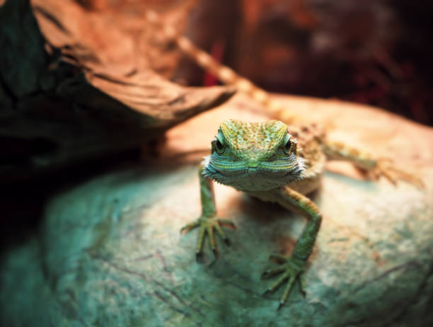 istock Lizard Agamidae spiral at the stone close-up looking at camera 666381960