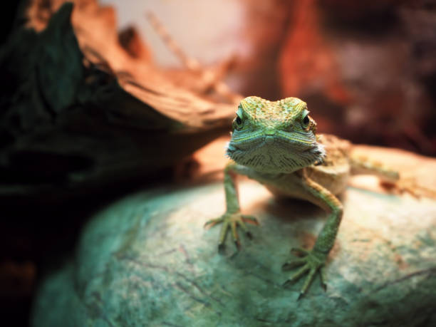 istock Lizard Agamidae spiral at the stone close-up looking at camera view from down 666382062