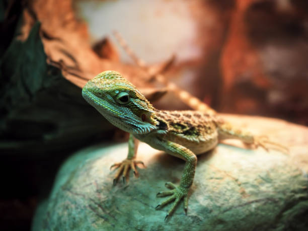 istock Lizard Agamidae spiral at the stone close up 666382094
