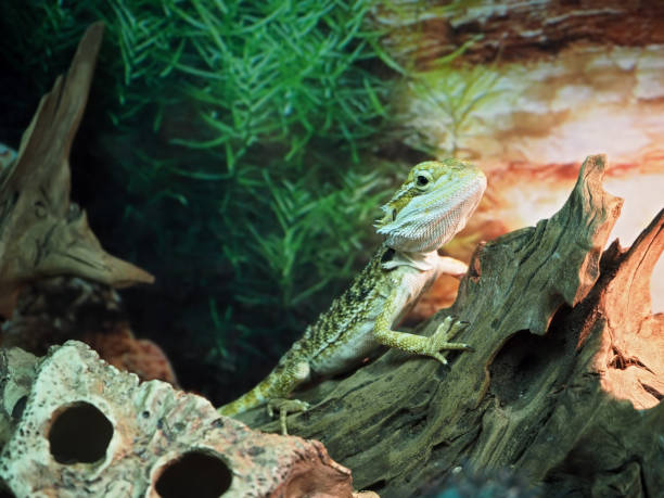 istock Lizard Agamidae at the wood close-up 666382168