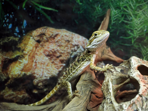 istock Lizard Agamidae at the wood close up 666382198