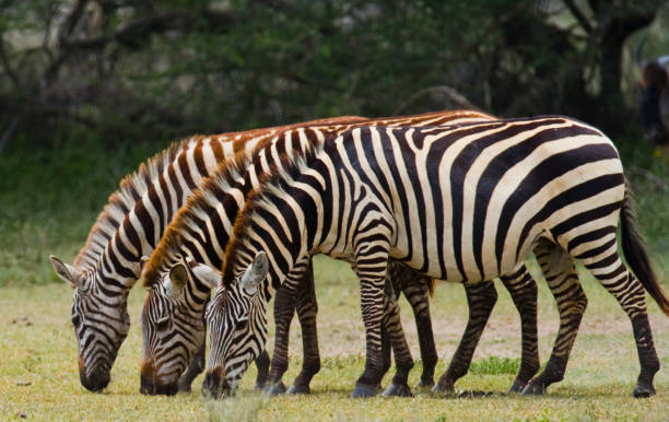 istock Three zebras stand together. Kenya. Tanzania. 666382336
