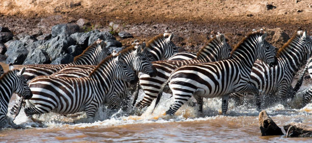 istock Group zebra crossing the river Mara. Kenya. Tanzania. 666382462