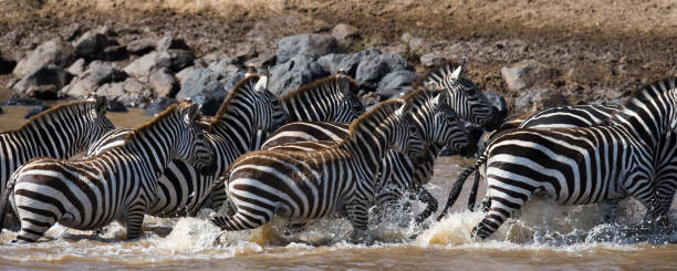 istock Group zebra crossing the river Mara. Kenya. Tanzania. 666382480