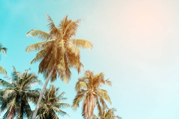 istock Summer nature scene. coconut palm trees with sky. 666383138