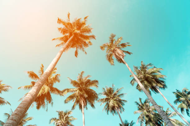 istock Summer nature scene. coconut palm trees with sky. 666383342