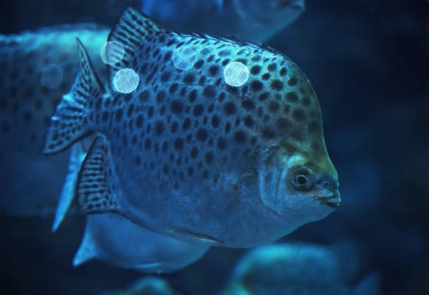 Big spotted fish at the deep ocean Big spotted fish at the deep ocean indian triggerfish or melichthys indicus stock pictures, royalty-free photos & images