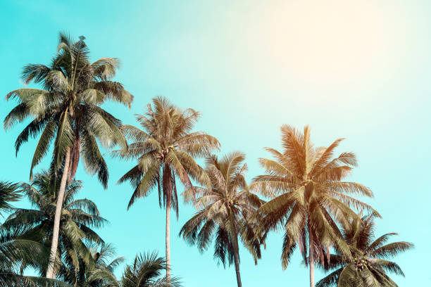 istock Summer nature scene. coconut palm trees with sky. 666383514