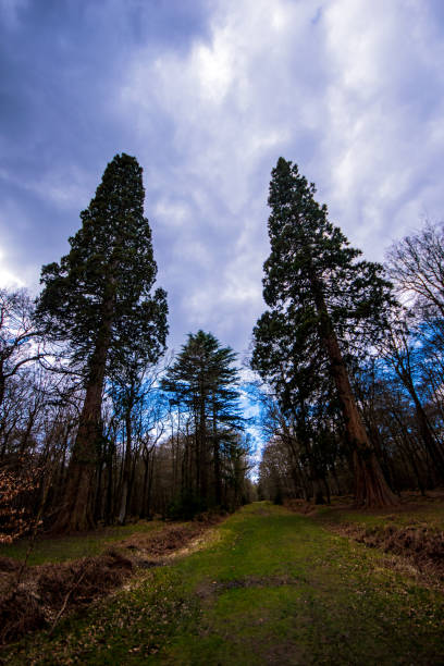 Sequoia giant trees Sequoia at Blackwater Arboretum, Rhinefield Ornamental Drive New Forest new forest tall trees stock pictures, royalty-free photos & images