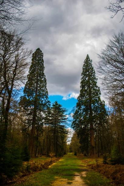 Sequoia giant trees New Forest Sequoia at Blackwater Arboretum, Rhinefield Ornamental Drive New Forest new forest tall trees stock pictures, royalty-free photos & images