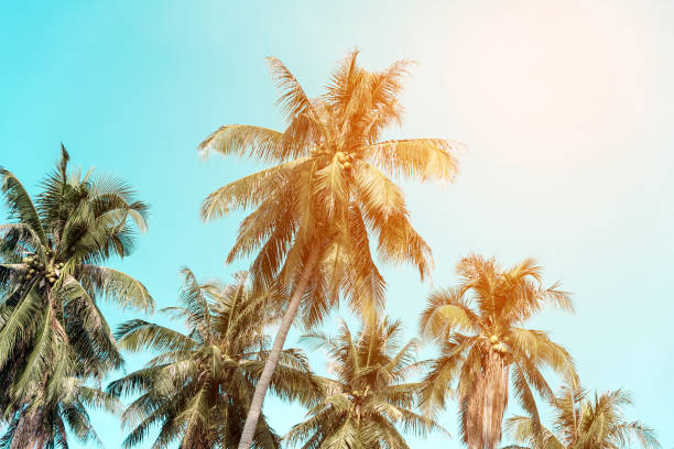 istock Summer nature scene. coconut palm trees with sky. 666383838