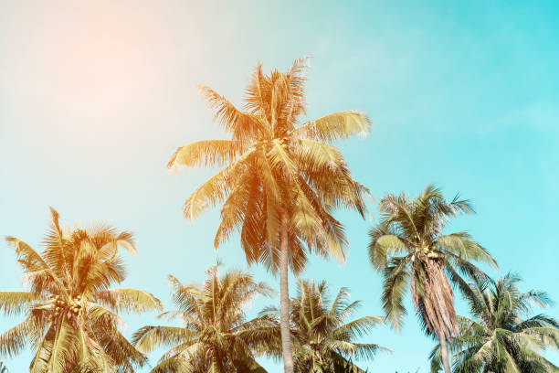 istock Summer nature scene. coconut palm trees with sky. 666383972