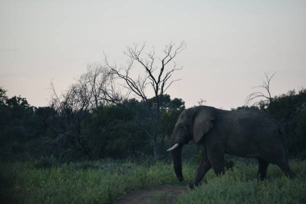 istock Nature of South Africa 666384672