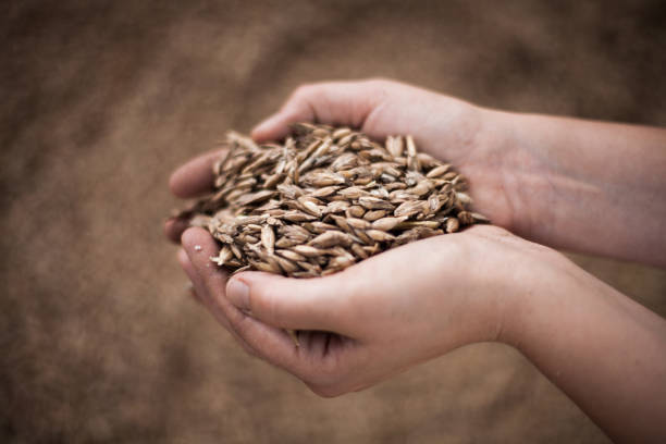 Spelt in hands stock photo