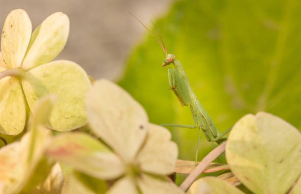 istock Green Praying Mantis nymph, South Africa 666385202