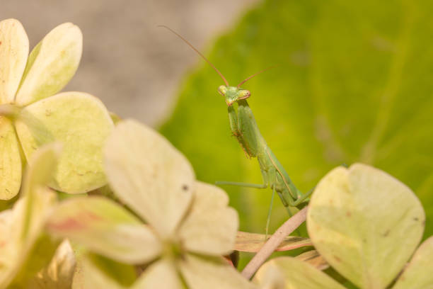 istock Green Praying Mantis nymph, South Africa 666385228