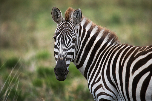 Portrait of a zebra. Close-up. Kenya. Tanzania.