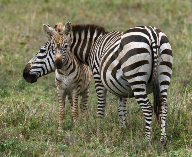 istock Zebra with a baby. Kenya. Tanzania. 666385262