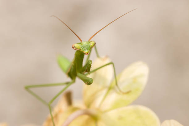 istock Green Praying Mantis nymph, South Africa 666385298