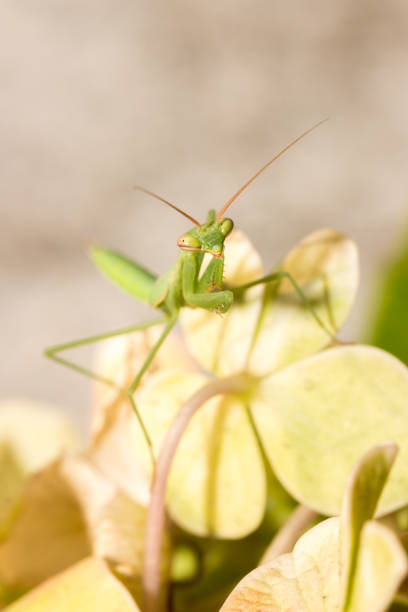 istock Green Praying Mantis nymph, South Africa 666385376