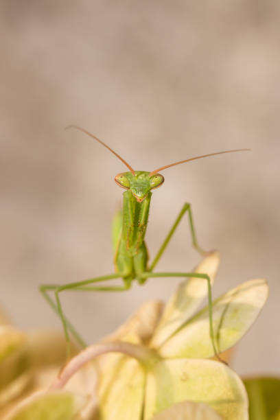 istock Green Praying Mantis nymph, South Africa 666385408
