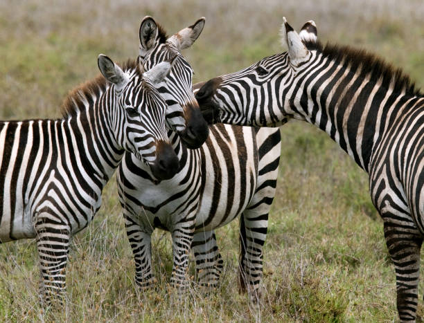 istock Three zebras stand together. Kenya. Tanzania. 666385564