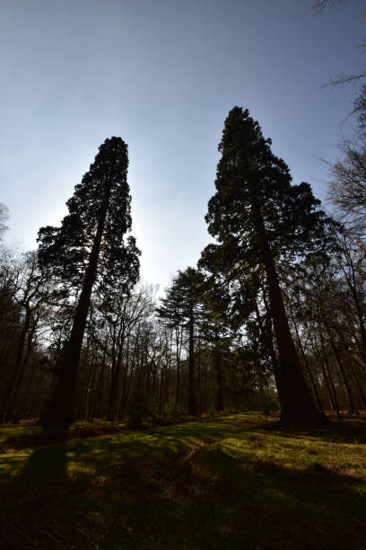 Sequoia giant trees New Forest Sequoia at Blackwater Arboretum, Rhinefield Ornamental Drive New Forest new forest tall trees stock pictures, royalty-free photos & images