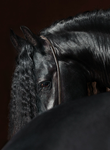 Caballo Frisón Negro Busca Foto de stock y más banco de imágenes de Frisón - Frisón, Agricultura, Aire libre - iStock Caballo Frisón Negro Busca Foto de stock y más banco de imágenes de Frisón - Frisón, Agricultura, Aire libre - iStock