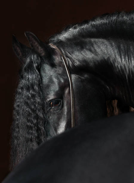 cheval frison noir à la recherche - horse black stallion friesian horse photos et images de collection