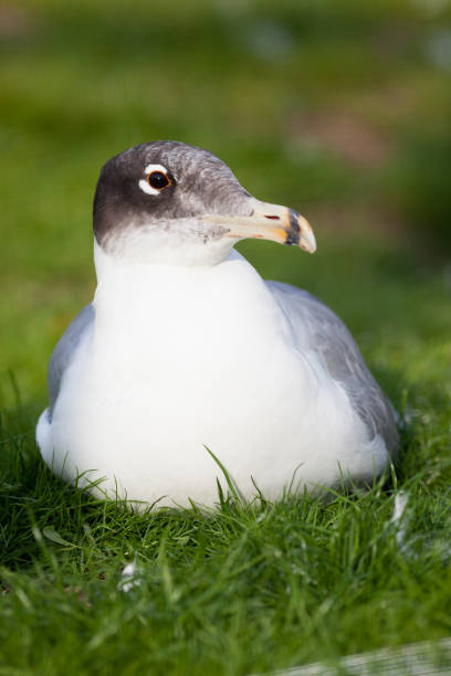 gran gaviota de cabeza negra (larus ichthyaetus) - larus ichthyaetus fotografías e imágenes de stock