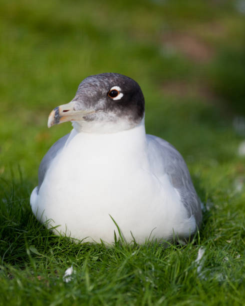 gran gaviota de cabeza negra (larus ichthyaetus) - larus ichthyaetus fotografías e imágenes de stock