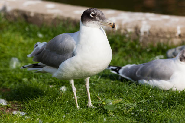 gran gaviota de cabeza negra (larus ichthyaetus) - larus ichthyaetus fotografías e imágenes de stock