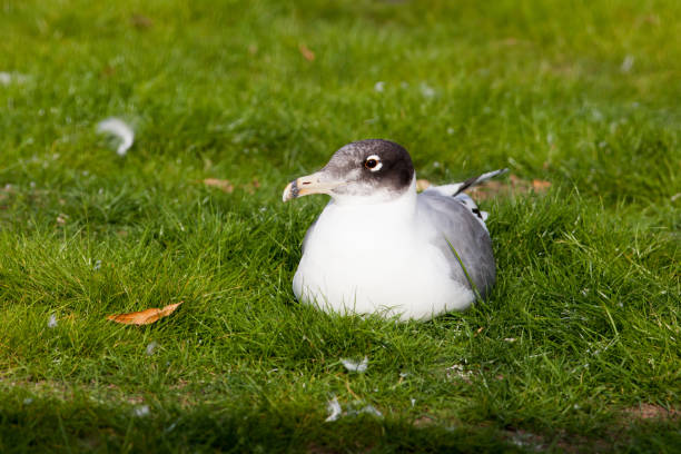 gran gaviota de cabeza negra (larus ichthyaetus) - larus ichthyaetus fotografías e imágenes de stock