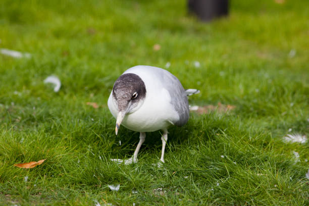 gran gaviota de cabeza negra (larus ichthyaetus) - larus ichthyaetus fotografías e imágenes de stock