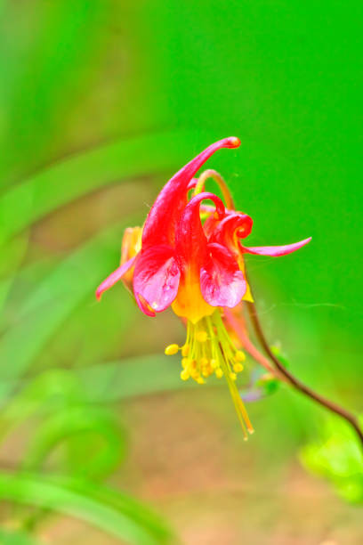 istock Aquilegia. Garden flower. 666386802