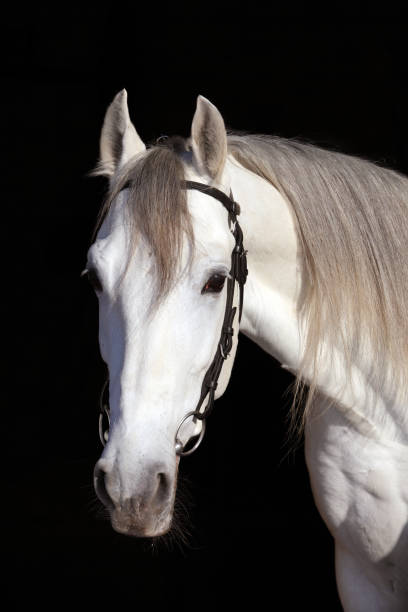 istock Gray Holstein stallion in dark background 666386908