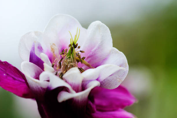 The flower of the aquilegia growing in the summer garden.