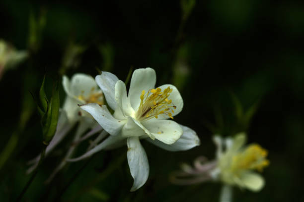 istock Aquilegia. Garden flower. 666387378
