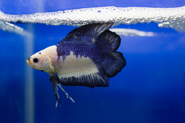 de siam - siamese fighting fish crown tail freshwater space fotografías e imágenes de stock