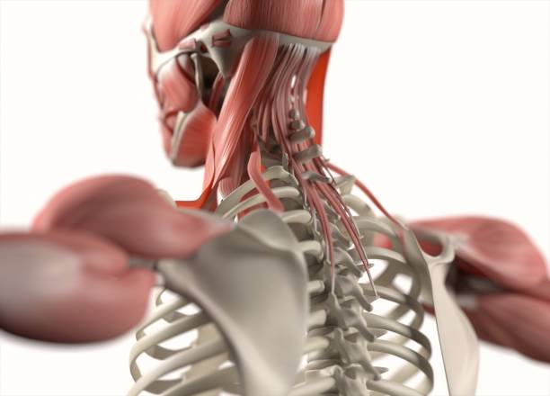 istock Human anatomy body. Muscular and skeletal system. Professional lighting. 666388250