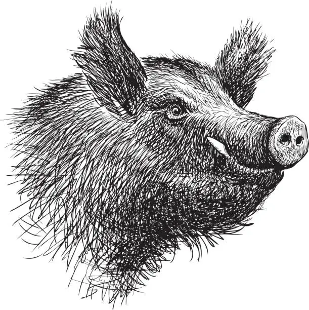 Vector illustration of head of a wild boar