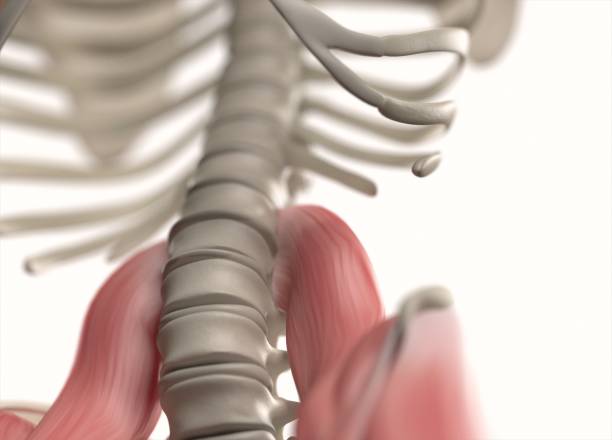 istock Human anatomy body. Muscular and skeletal system. Professional lighting. 666388884