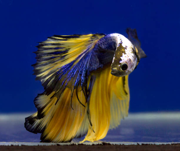 de siam - siamese fighting fish crown tail freshwater space fotografías e imágenes de stock