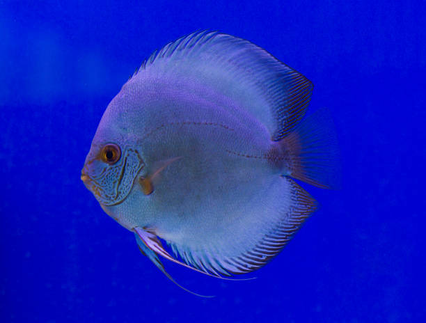 Pompadour, Discus fish Pompadour, Discus fish pompadour fish stock pictures, royalty-free photos & images