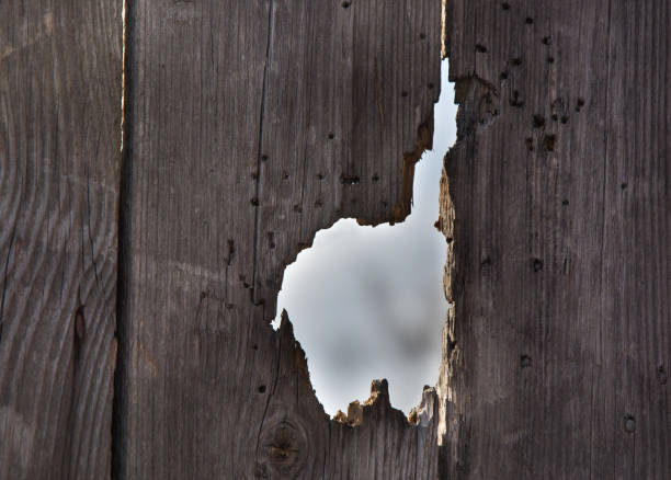 Hole in old door/fence