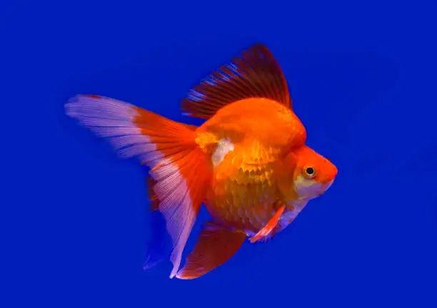 Goldfish species name's Veiltail goldfish