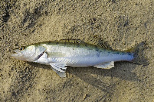 Caught freshwater zander lies on sand