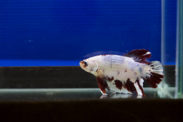 de siam - siamese fighting fish crown tail freshwater space fotografías e imágenes de stock