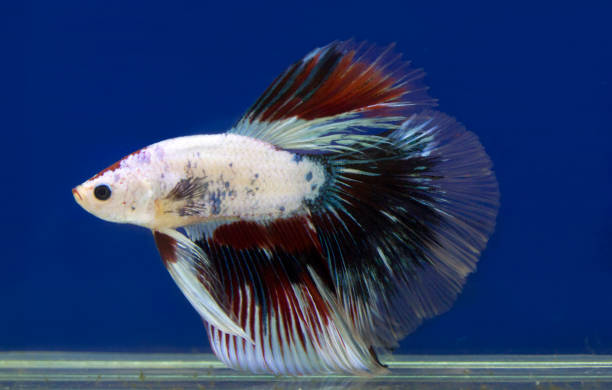 pez luchador siamés - siamese fighting fish crown tail freshwater space fotografías e imágenes de stock