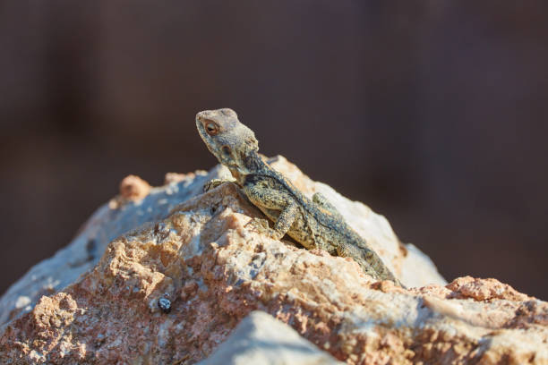 Stellion lizard sitting on a rockStellion lizard sitting on a rock